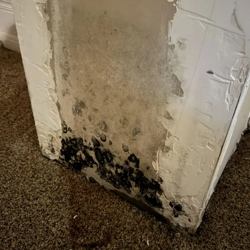Professional Mold Removal in Krotz Springs, LA